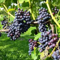 Jakie winogrona na wino w Polsce? Odmiany dla początkujących