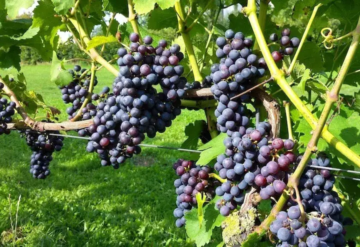 Jakie winogrona na wino w Polsce? Odmiany dla początkujących
