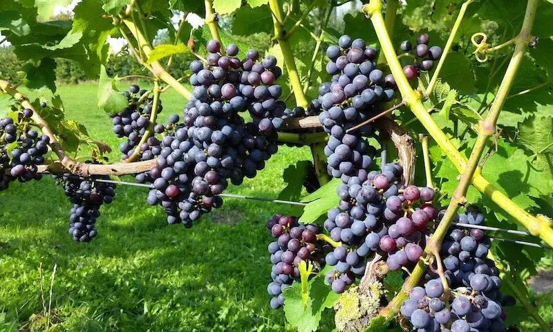 Jakie winogrona na wino w Polsce? Odmiany dla początkujących